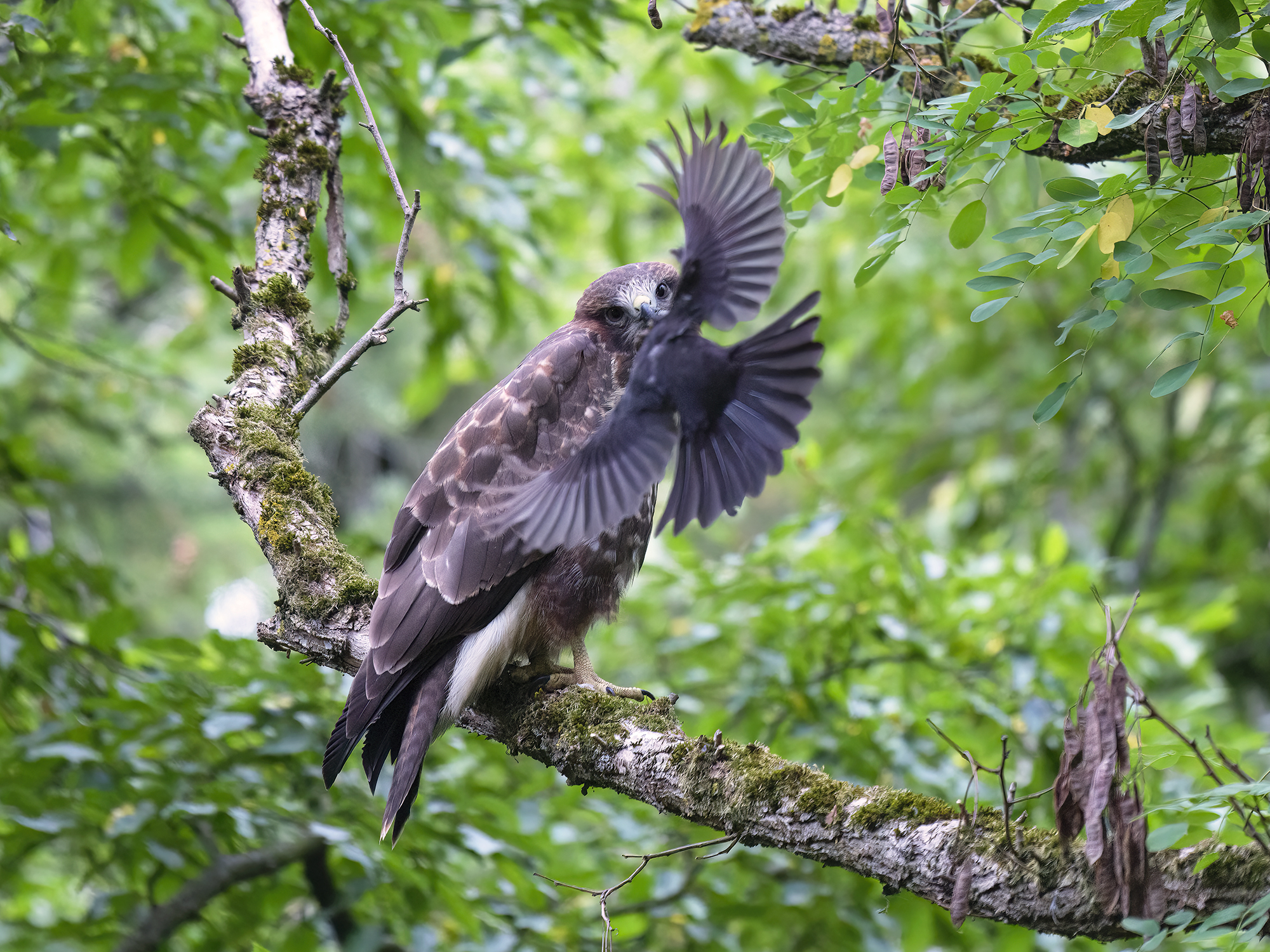 Mäusebussard (Buteo buteo)